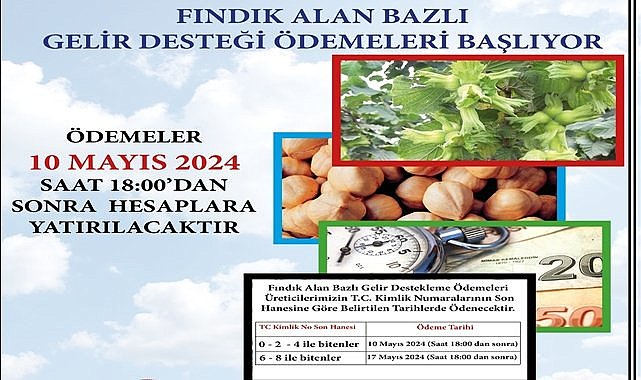 Bakan resmen duyurdu! Fındık destekleme ödemeleri başlıyor, en fazla ödeme Ordu&#039;da yapılacak