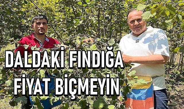 Daldaki fındığa fiyat biçmeyin! Fındık fiyatı yakında Roma&#039;da belirlenir...