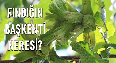 Fındığın başkenti neresi? Ordu ile Giresun yıllardır bunun cevabını arıyor!