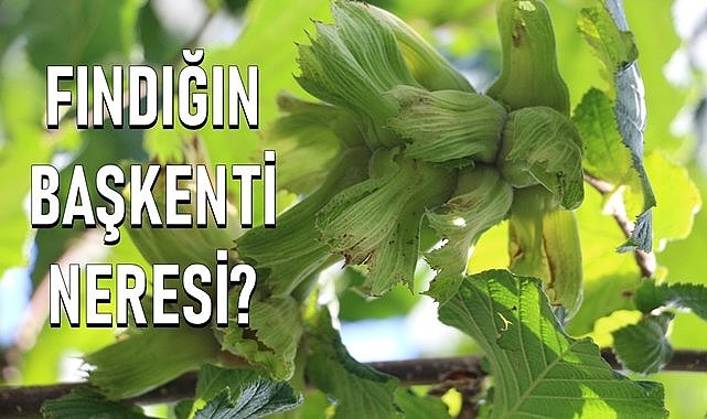 Fındığın başkenti neresi? Ordu ile Giresun yıllardır bunun cevabını arıyor!
