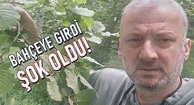 Fındık bahçesine giren Ziraat Mühendisi hayatının şokunu yaşadı!