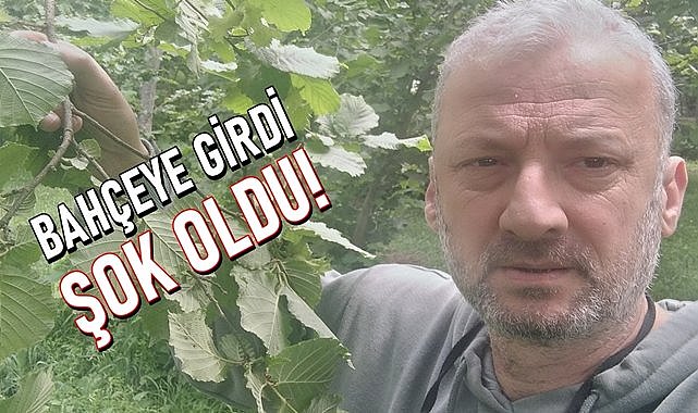 Fındık bahçesine giren Ziraat Mühendisi hayatının şokunu yaşadı!