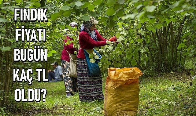 Fındık fiyatı 05.05.2024