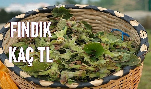 Fındık fiyatı 08.05.2024