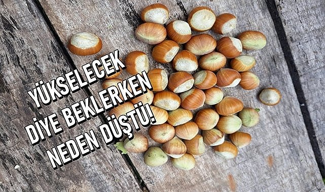 Fındık fiyatı 160 TL beklerken düştü!