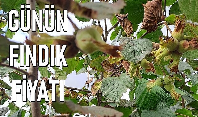 Fındık fiyatı 26.05.2023