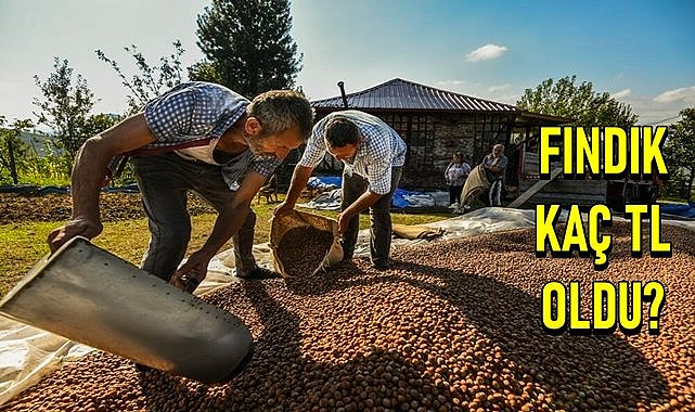 Fındık fiyatı 31.05.2024