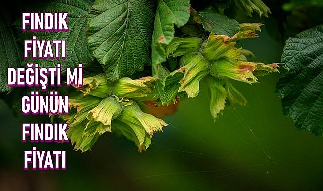 Fındık fiyatı il il kaç TL 11.05.2024