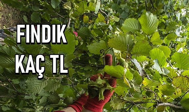 Fındık fiyatı kaç TL oldu? Ordu, Trabzon, Sakarya ve diğer illerde fındık kaç TL
