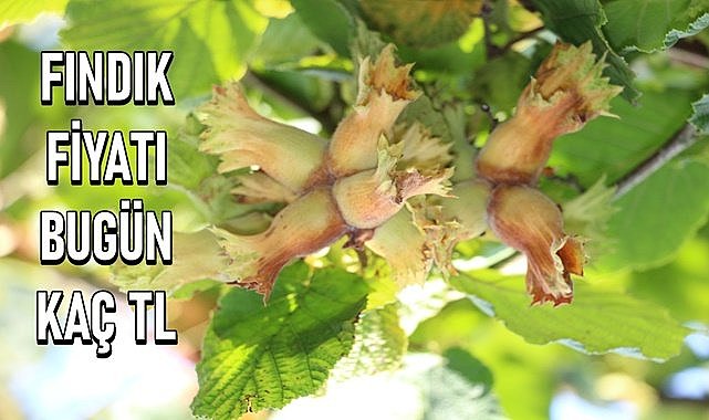 Fındık fiyatı Mayıs ayının ilk günü  kaç TL?