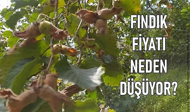 Fındık fiyatı neden düşüyor, günün fındık fiyatı