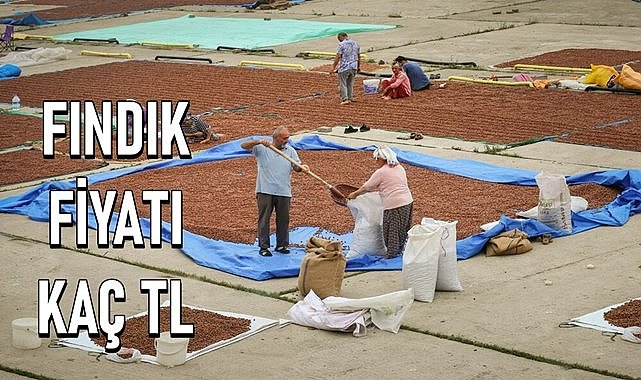 Fındık fiyatı Ordu ve Giresun&#039;da neden farklı?