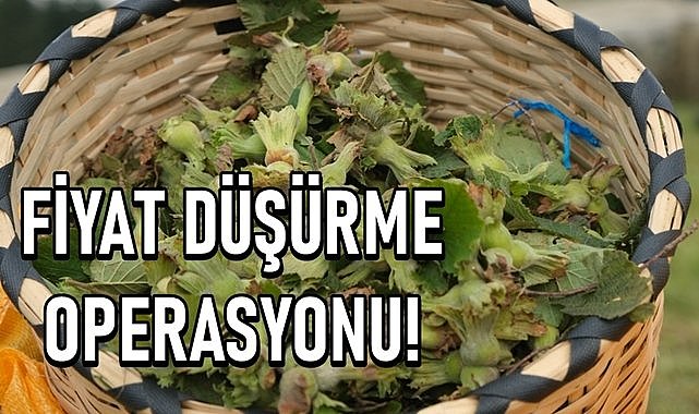 Fındık fiyatını düşürme  operasyonu başladı