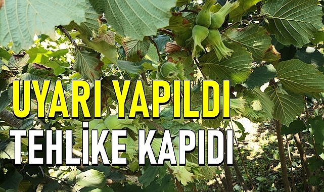 Fındık üreticisi için O ilçeden uyarı geldi, korkulan olur mu?