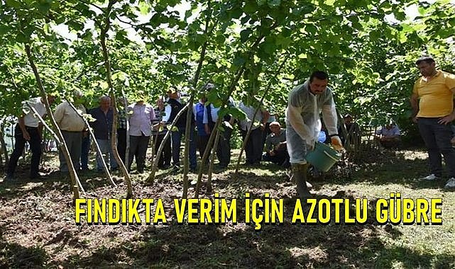 Fındık üreticisine uyarı; Fındıkta verim düşmemesi için bunu yılda iki kez yapın!