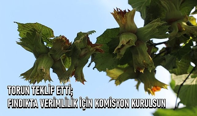 Fındıkta verimliğin artası için komisyon kurulması istendi