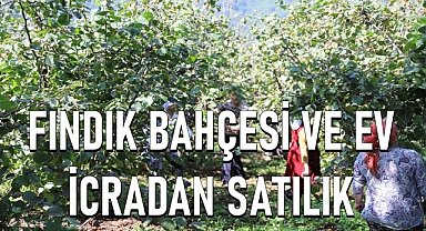 Gölköy'de 4 dönüm fındık bahçesi ve ev ihale ile satılacak