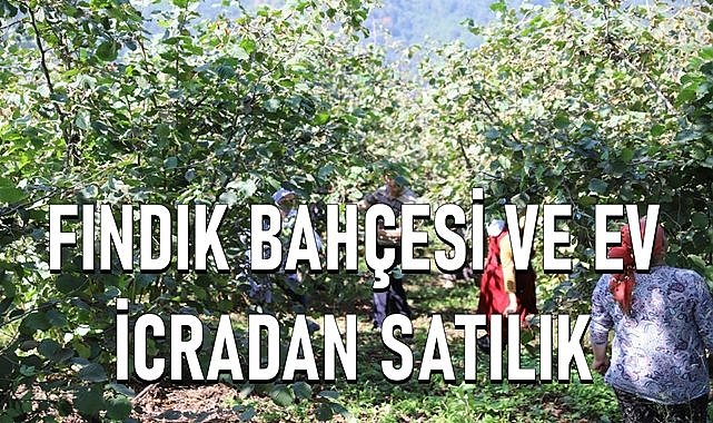 Gölköy&#039;de 4 dönüm fındık bahçesi ve ev ihale ile satılacak