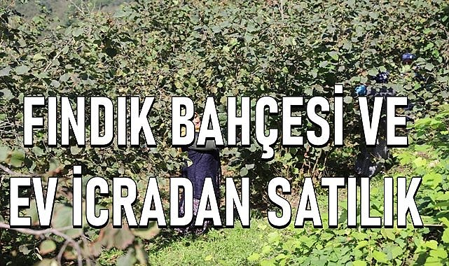 Kabadüz&#039;de fındık bahçesi ve ev icradan satılık