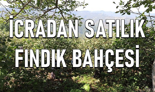 Kabataş&#039;ta iki parsel fındık bahçesi mahkemeden satılık