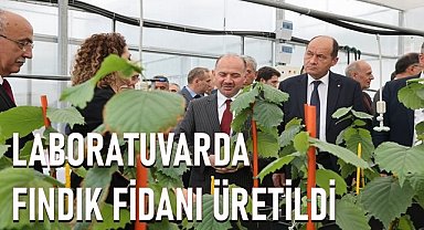 Laboratuvarda doku kültüründe üretilen fındık fidanları toprakla buluştu