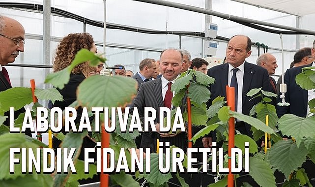 Laboratuvarda doku kültüründe üretilen fındık fidanları toprakla buluştu