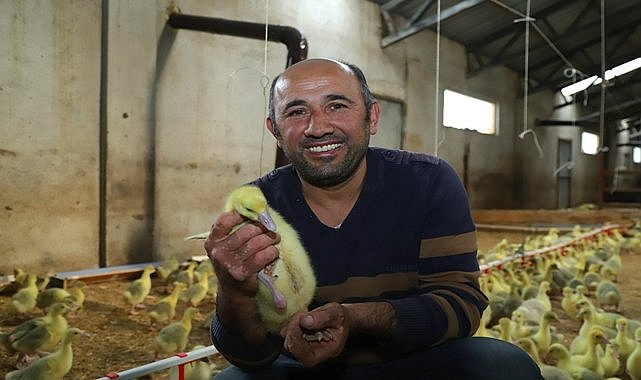 Mesudiye&#039;de kaz çiftliği kurdu şimdi siparişlere yetişemiyor