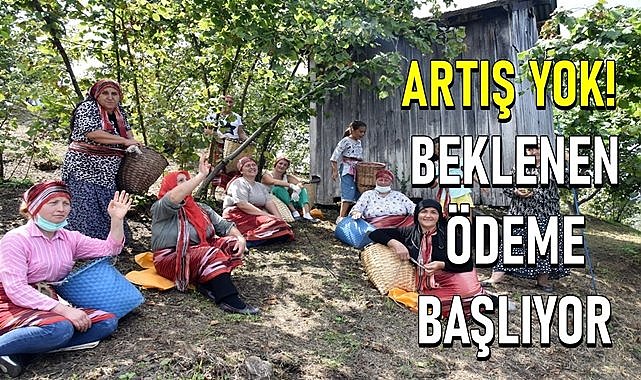 Ordu&#039;da 127 bin fındık üreticisini ilgilendiriyor, fındık destek ödemeleri  hesaba yatıyor