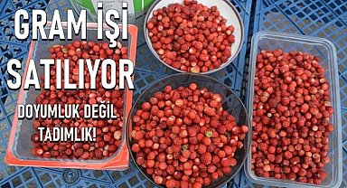 Ordu'da dağ çileği tadımlık satılıyor, fiyatı dudak uçurtuyor, faydası saymakla bitmiyor!