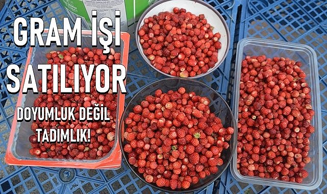 Ordu&#039;da dağ çileği tadımlık satılıyor, fiyatı dudak uçurtuyor, faydası saymakla bitmiyor!