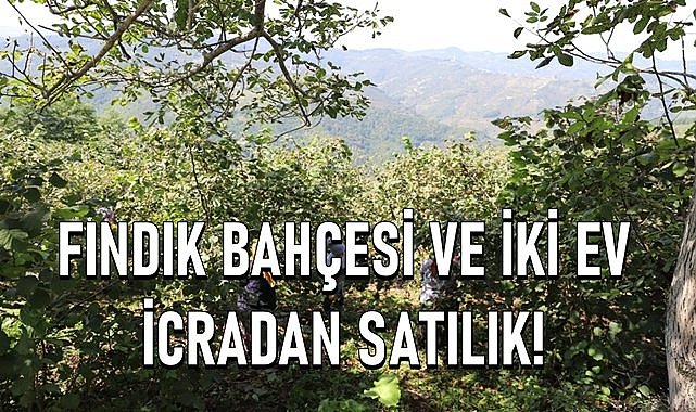 Ordu&#039;da fındık bahçesi ve üzerinde bulunan 2 ev icradan satılık