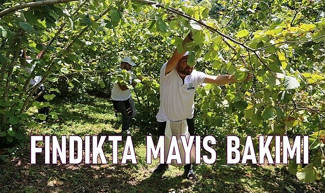 Uzmanlar uyardı; Fındıkta mayıs ayında bunu mutlaka yapın!