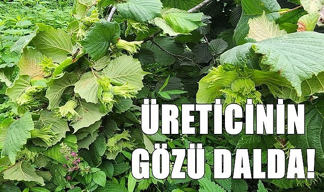 40 gün kaldı! Üreticinin gözü fındık dalında...