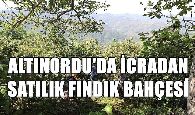 Altınordu&#039;da 4 dönüm fındık bahçesi icradan satılacak