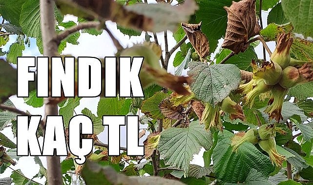 Bayramın ilk günü fındık fiyatı