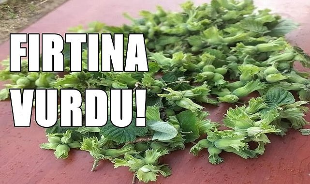 Fındığı fırtına vurdu, rekolte düşebilir!