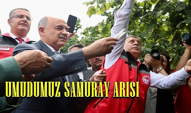 Fındığın baş düşmanı kahverengi kokarca yandı, samuray arısı bahçeye girdi