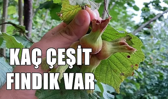 Fındık çeşitleri, yuvarlak, badem, sivri kimler biliyor?