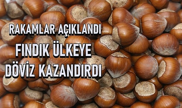 Fındık döviz kazandırıyor, Ülkeye giren döviz son 3 yılın zirvesinde!
