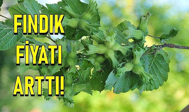 Fındık fiyatı 03.06.2024