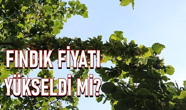 Fındık fiyatı 04.06.2024