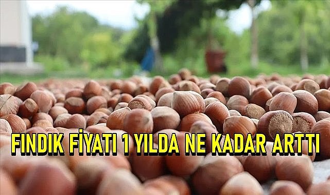 Fındık fiyatı 1 yılda ne kadar arttı, işte fındık fiyatı