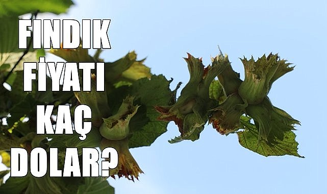 Fındık fiyatı 17.06.2024