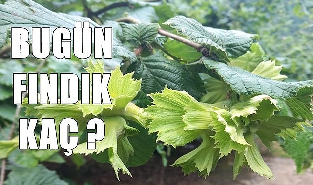 Fındık fiyatı 18.06.2024