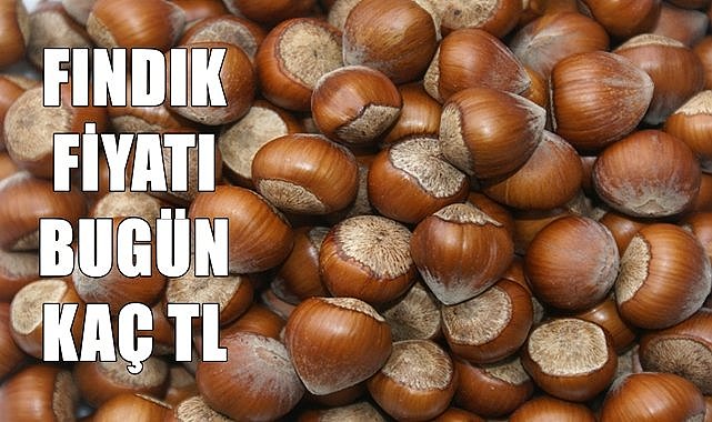 Fındık fiyatı 20.06.2024
