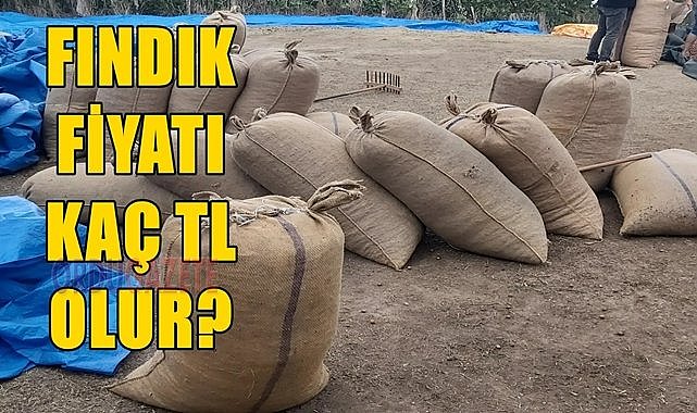 Fındık fiyatı 25.06.2024 randımana göre fındık fiyatı kaç TL?
