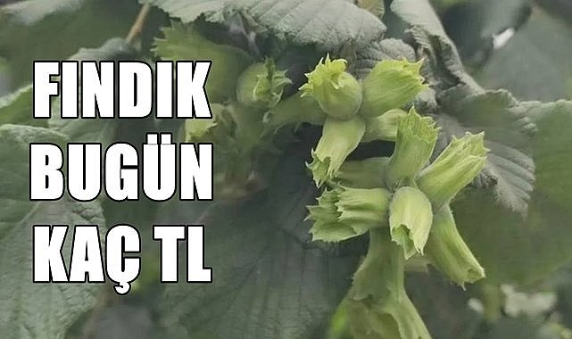 Fındık fiyatı için tüccar 113 TL  açıkladı