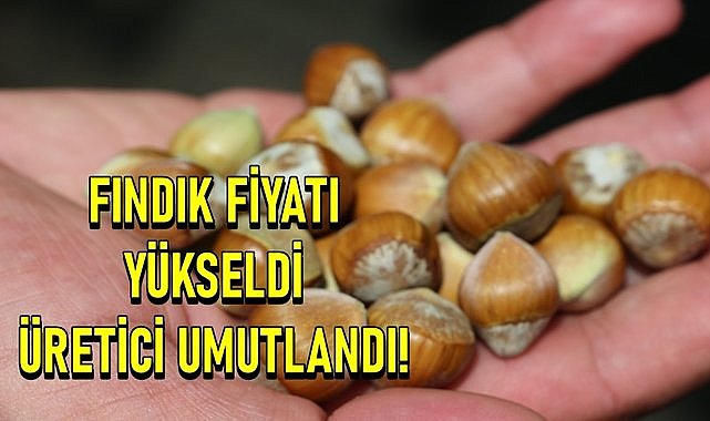Fındık fiyatı yükseldi üretici umutlandı! Günün fındık fiyatı
