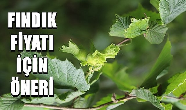 Fındık fiyatını komisyon belirlesin