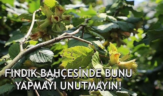 Fındık hasadına 2 aydan az zaman kaldı! Fındık bahçesinde bunu mutlaka yapın!